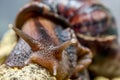 African snail ahatina close up Royalty Free Stock Photo